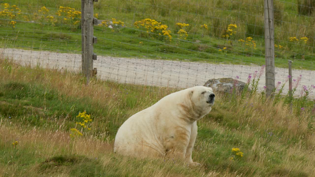 Polar bear in grassy enclosure watches white car with roof bikes pass by in daylight