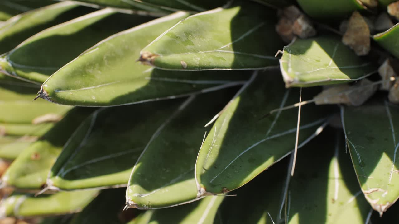 Close up green cactus with yellow spines within a desert environment, city park in Barcelona, Montjuic. African background