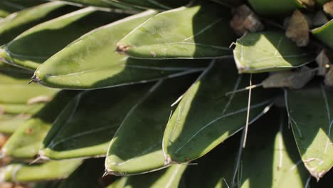 close up green cactus with yellow spines within a desert environment, city park in barcelona, montjuic. african background