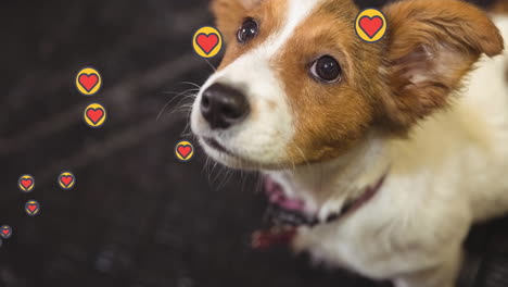 video compuesto de múltiples iconos de corazón rosado flotando contra el primer plano de un perro