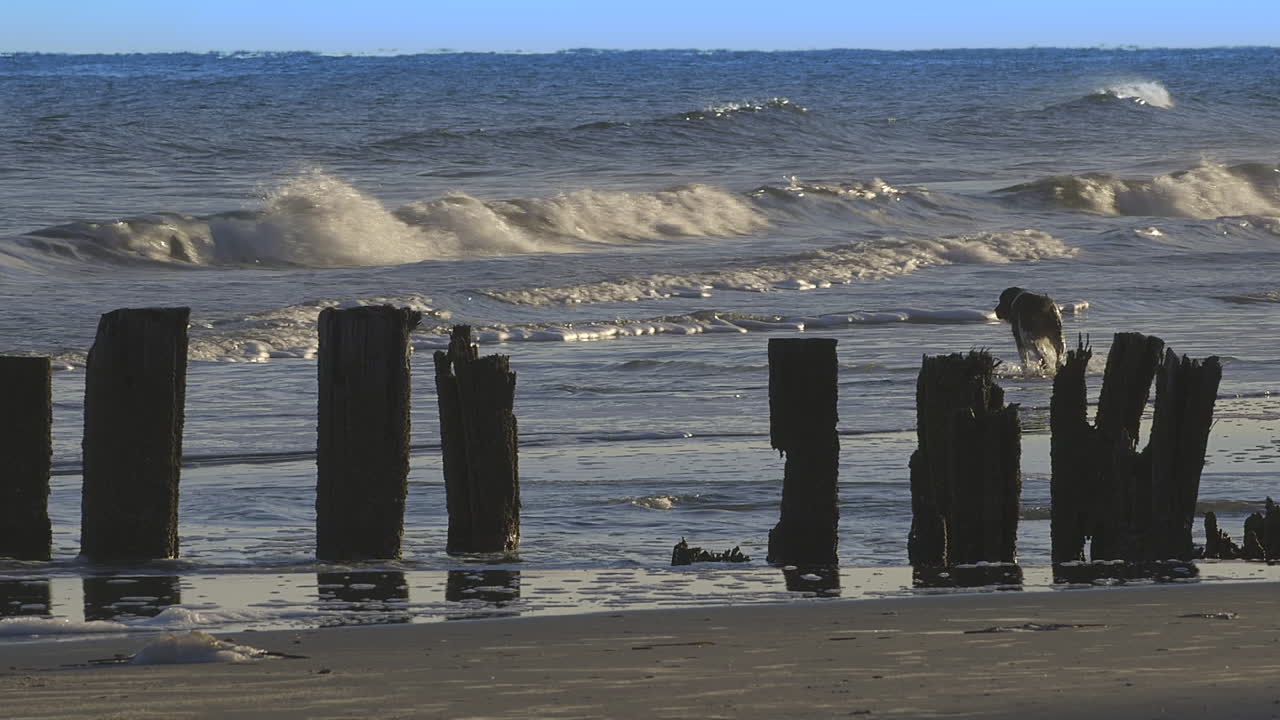 폴리 비치, 사우스캐롤라이나
