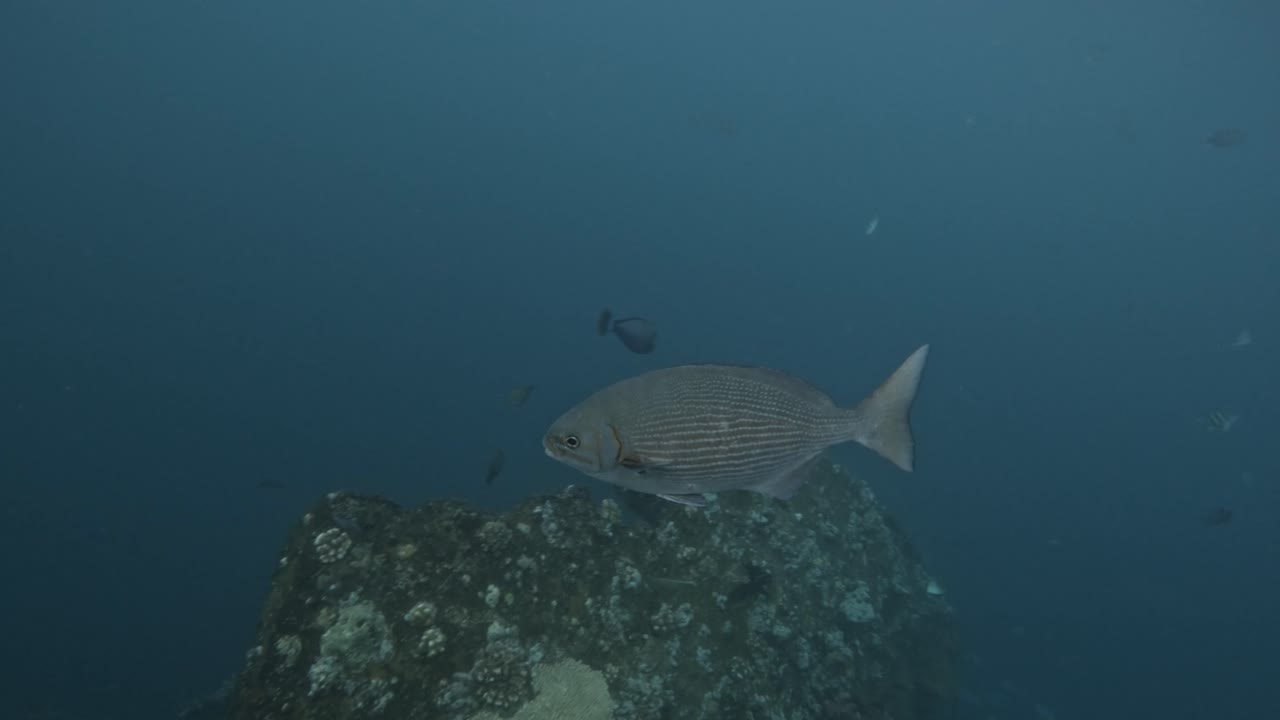 인도네시아 발리 주 람벤의 산호초 주변에서 다채로운 물고기가 헤엄치고 있다.