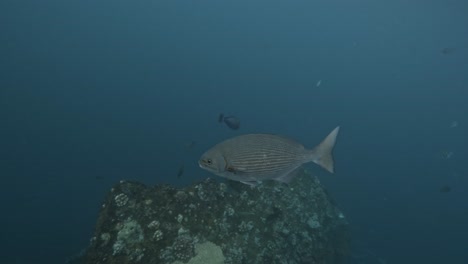 colorful fish swim around coral reefs in tulamben, bali, indonesia, underwater view