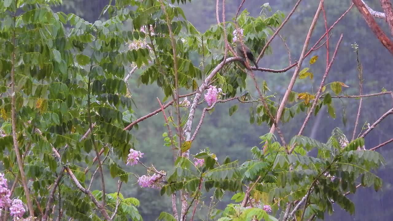 pájaros entre las ramas en un día lluvioso en los bosques tropicales colombianos
