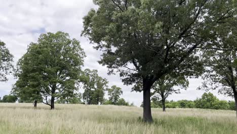 Vista-De-Los-árboles-Y-La-Naturaleza-Mientras-Se-Conduce