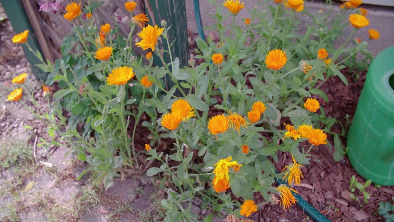 Marigold flowers and watering cans
