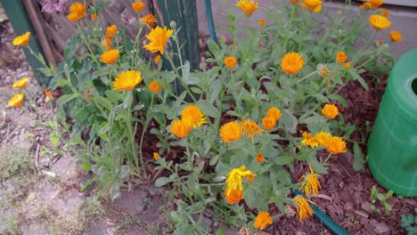 marigold flowers and watering cans
