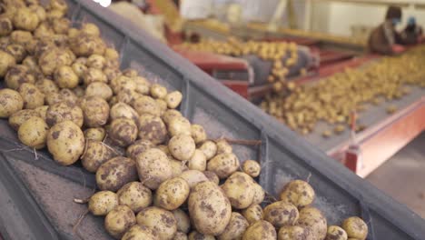 Cosecha-De-Papa.-Fábrica-De-Patatas-En-Cámara-Lenta.