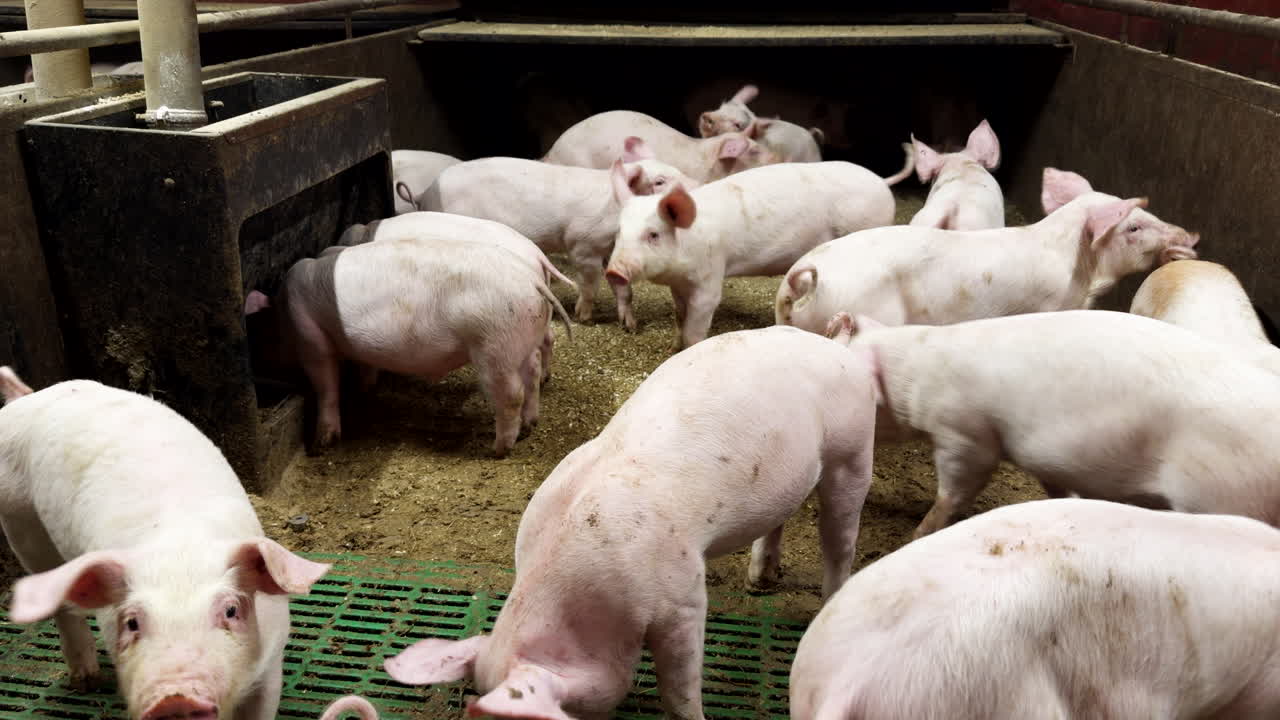 Raising Piglets In Pigpen, Feeding On Specialized Diet For Slaughter. static shot