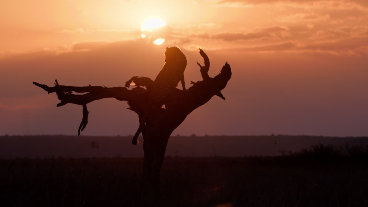 Extreme wide silhouette shot of a cheetah scanning the savannah