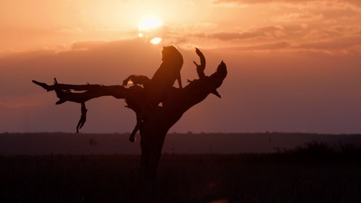 Extreme wide silhouette shot of a cheetah scanning the savannah