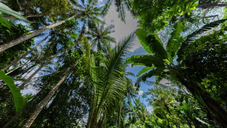 palm trees and tropical rainforest in asia