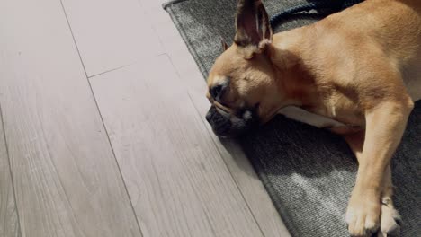 un pequeño y dulce bulldog francés yace en el suelo sobre una alfombra gris en la casa, se arrastra y mira la lente, tiene curiosidad por toda la situación