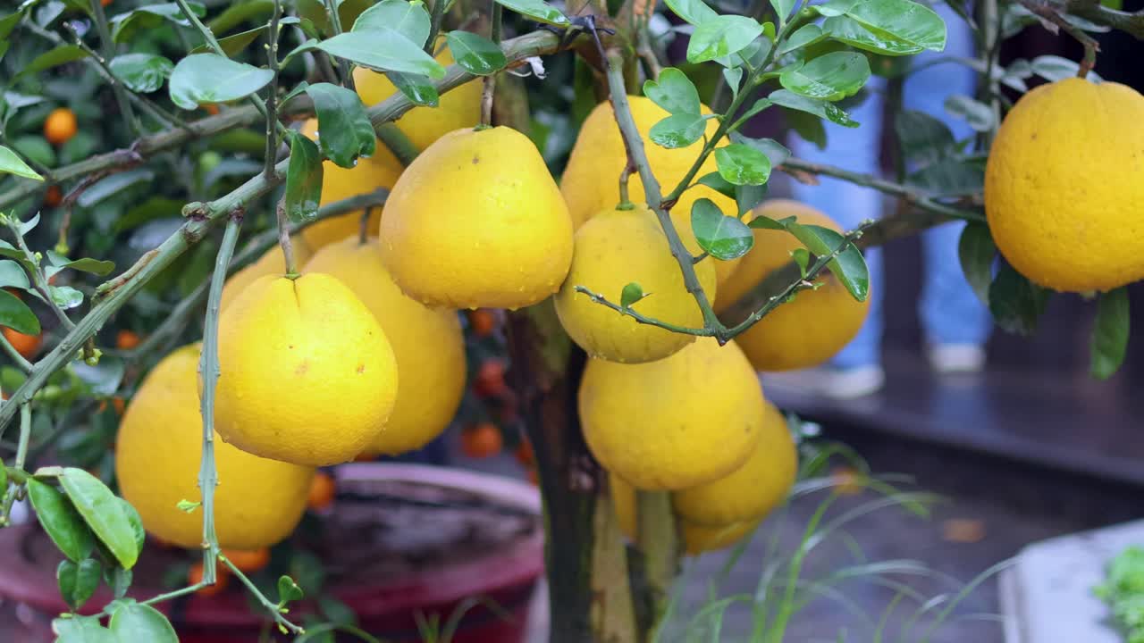 Quince fruits hanging on a tree in Hanoi