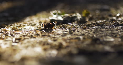 cinematic shoot of wedding rings