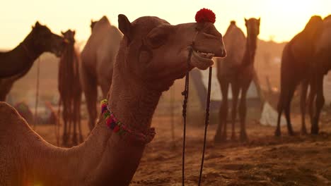 Kamele-In-Zeitlupe-Auf-Der-Pushkar-Messe,-Auch-Pushkar-Kamelmesse-Oder-Lokal-Als-Kartik-Mela-Bezeichnet,-Ist-Eine-Jährliche-Mehrtägige-Vieh--Und-Kulturmesse,-Die-In-Der-Stadt-Pushkar,-Rajasthan,-Indien,-Stattfindet.