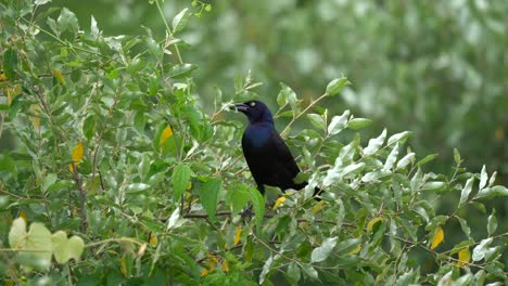 a glossy blackbird or grackle perched in a bush holding an insect in its beak