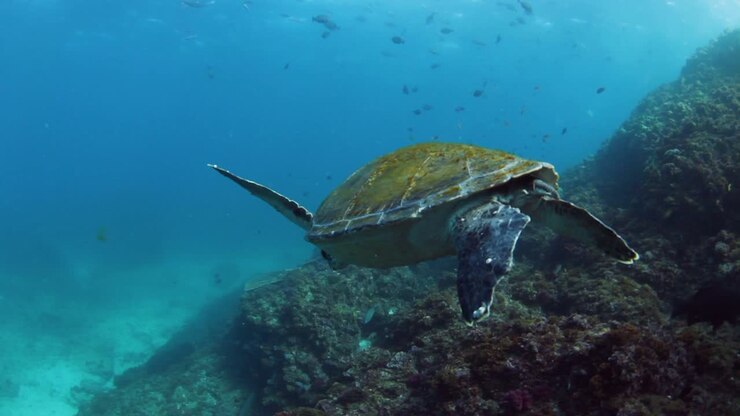 Lovely Green Sea Turtle casually swimming in the ocean