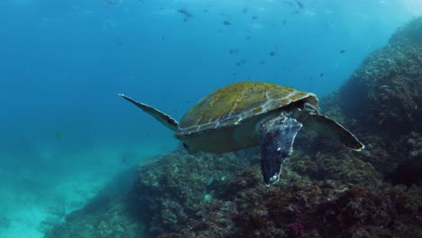 Lovely-Green-Sea-Turtle-casually-swimming-in-the-ocean