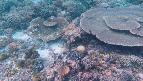 beautiful tabletop coral reef and marine tropical fish on coral triangle snorkeling and scuba diving on remote tropical island