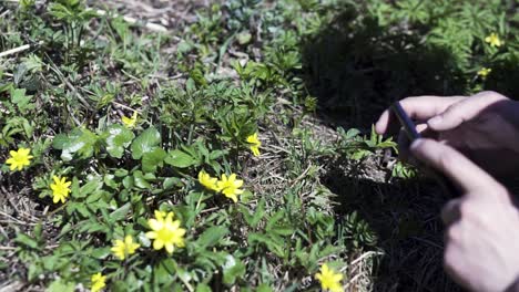 person taking photo of wildflowers