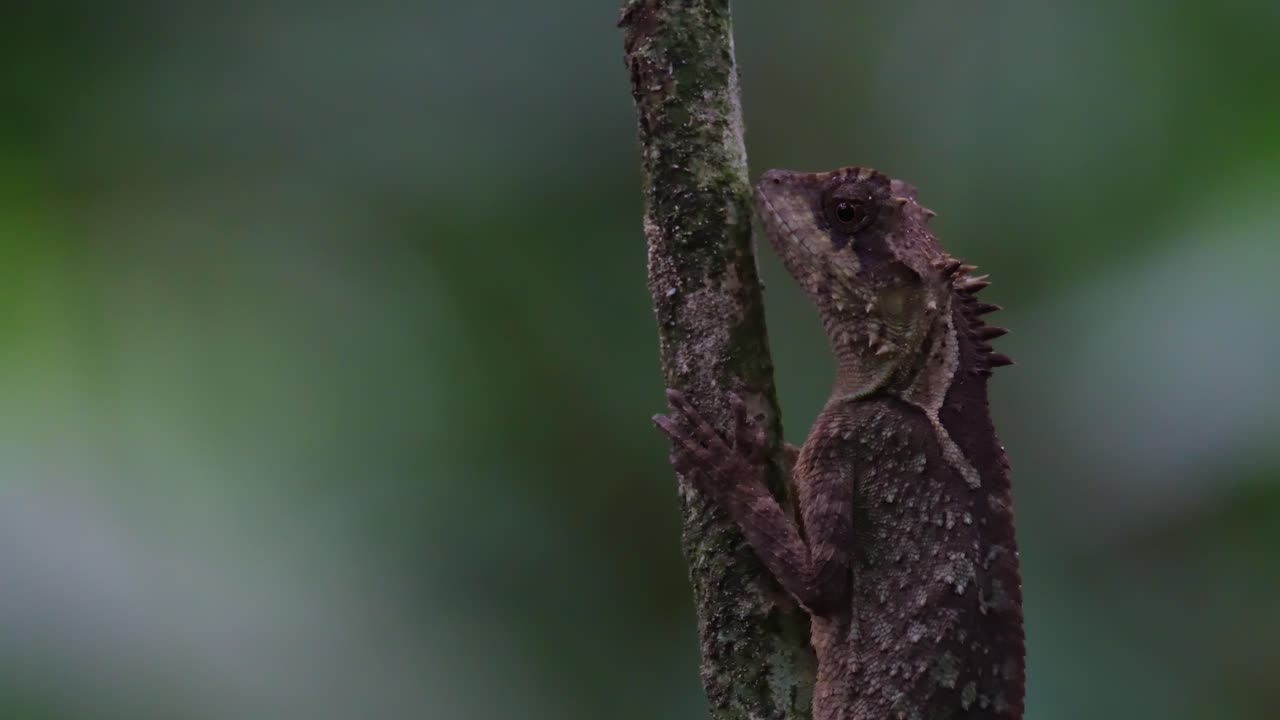 Puu huojuu tuulessa, samalla kun tämä lisko hengittää syvällä metsän pimeydessä nähtynä; laji on suomu-mahapuolisko (Acanthosaura lepidogaster) Thaimaasta.