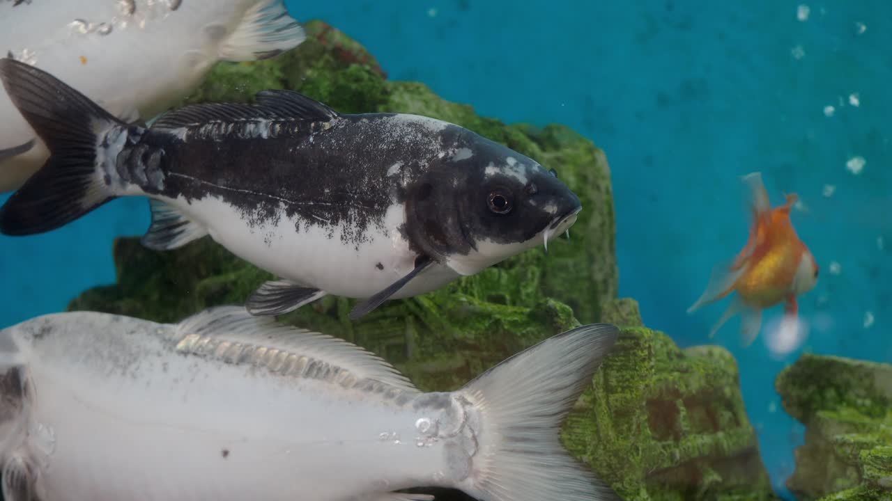 수족관 의 코이 물고기