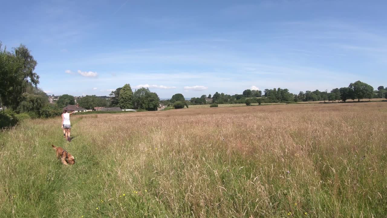 un joven cocker spaniel corre por los campos de hierba alta en la campiña inglesa con sus dueños caminando frente a él en un pequeño sendero durante un día soleado de verano