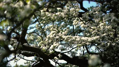 A-close-up-of-a-white-cherry-blossom-tree-on-a-summer-day