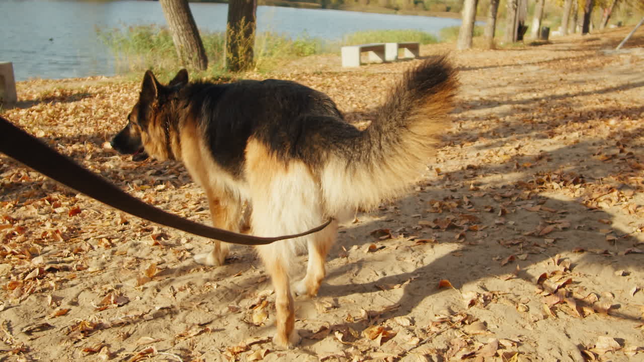 German Shepherd Dog Walking in Autumn Park by the Lake