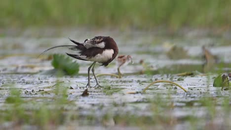 pheasant tailed jacana with beautiful chicks feeding in water lily pond in morning