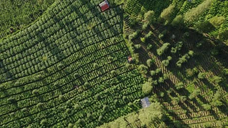 Vuelo-Aéreo-De-Pájaros-Sobre-El-Cultivo-De-Plantas-De-Tabaco-En-Una-Colina-En-Indonesia-Al-Sol