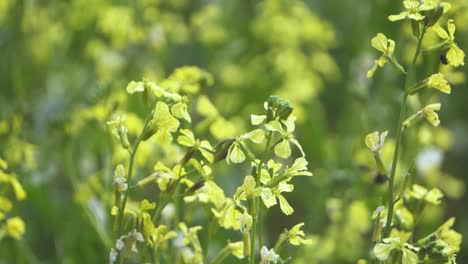 Toma-En-Cámara-Lenta-De-Abejas-Melíferas-Alimentándose-Del-Néctar-O-Polen-De-Una-Flor-De-Mostaza-En-Campos-Agrícolas