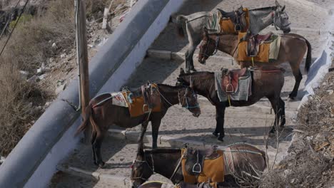 pack donkeys resting on steps in fira, santorini, greece, on a sunny day