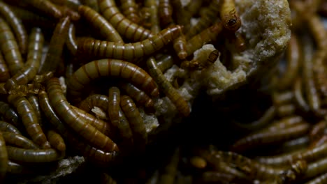 the mealworm is a species of darkling beetle used to feed pets like fish, snakes, birds, and frogs