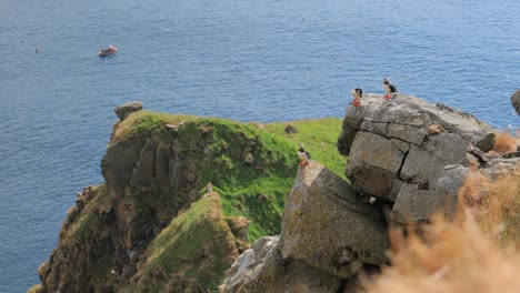 Atlantic-puffin-(Fratercula-arctica),-on-the-rock-on-the-island-of-Runde-(Norway).