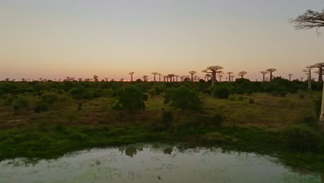 sunset at unique old beautiful baobab trees forest with small lake in madagascar at sunset