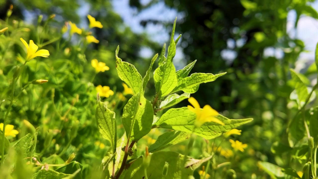 Primo piano a mano di vivaci fiori selvatici gialli che ondeggiano in un paesaggio di prato verde soleggiato.