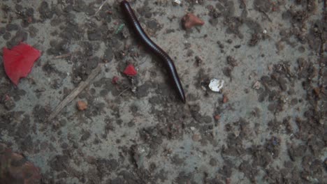 centipede or worm moving on a stone or cement floor