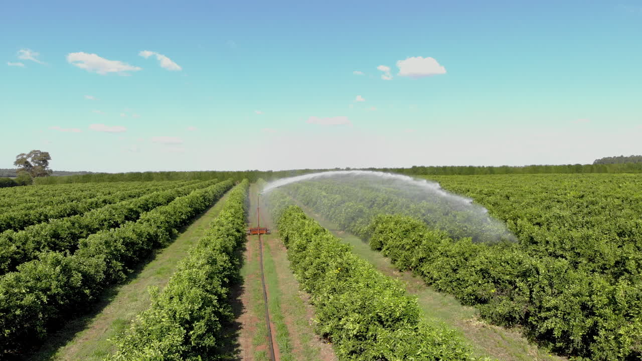 riego en plantaciones de naranjas en un día soleado en brasil