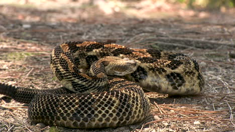 serpiente de cascabel de diamante en el suelo del bosque