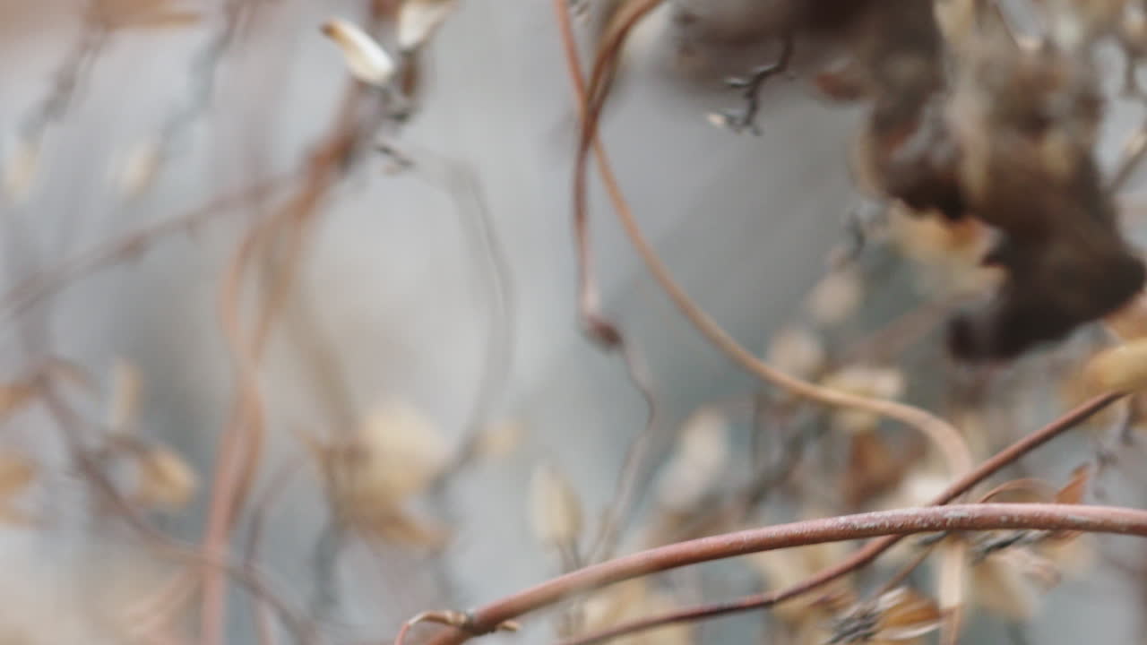 Male house sparrow sitting in bushes and flying away, bird on twig, blurred background