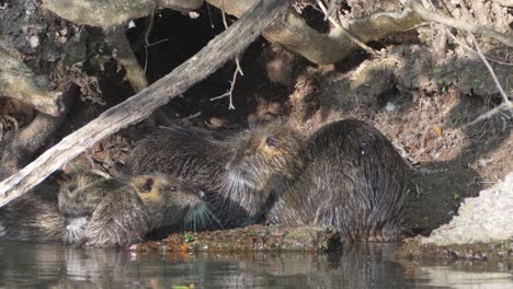 massive group of nutria, myocastor coypus bathing in front of their burrow home, preening and grooming each other's wet fur with one returned from swimming to join the colony of cleaning