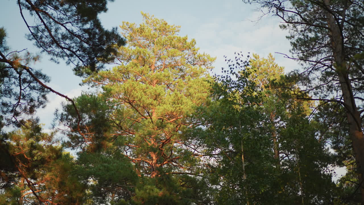 Cimes d’arbres dorées sur un ciel bleu, lumière du lever du soleil illuminant les branches supérieures, mouvement ascendant dynamique, contraste de couleurs net, brise vive et sons de la forêt, parfait pour les montages de randonnées, les promos de voyage
