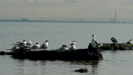 Pequeños-Cormoranes-De-Varios-Colores-Sentados-En-La-Costa---Océano-Un-Grupo-De-Pequeños-Cormoranes-De-Varios-Colores-Sentados-En-Una-Roca