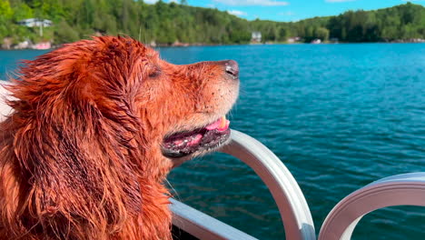 perro en la cabaña - montando en el barco