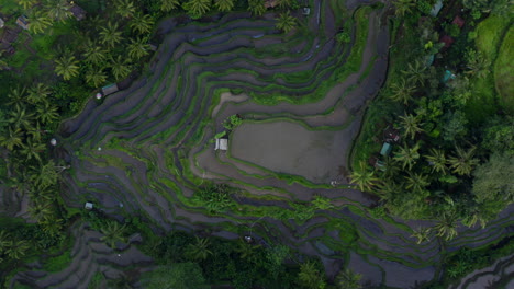 tegallalang rice terraces from above, top down aerial view of bali