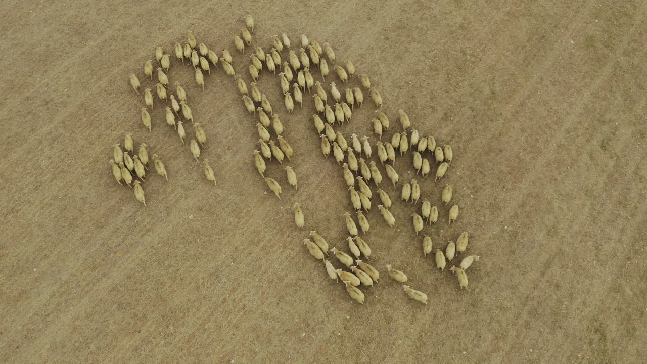 Don't stray from the flock