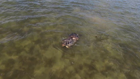 turtle fight, fpv aerial drone in slow motion capturing two sea turtles fighting each other in the water