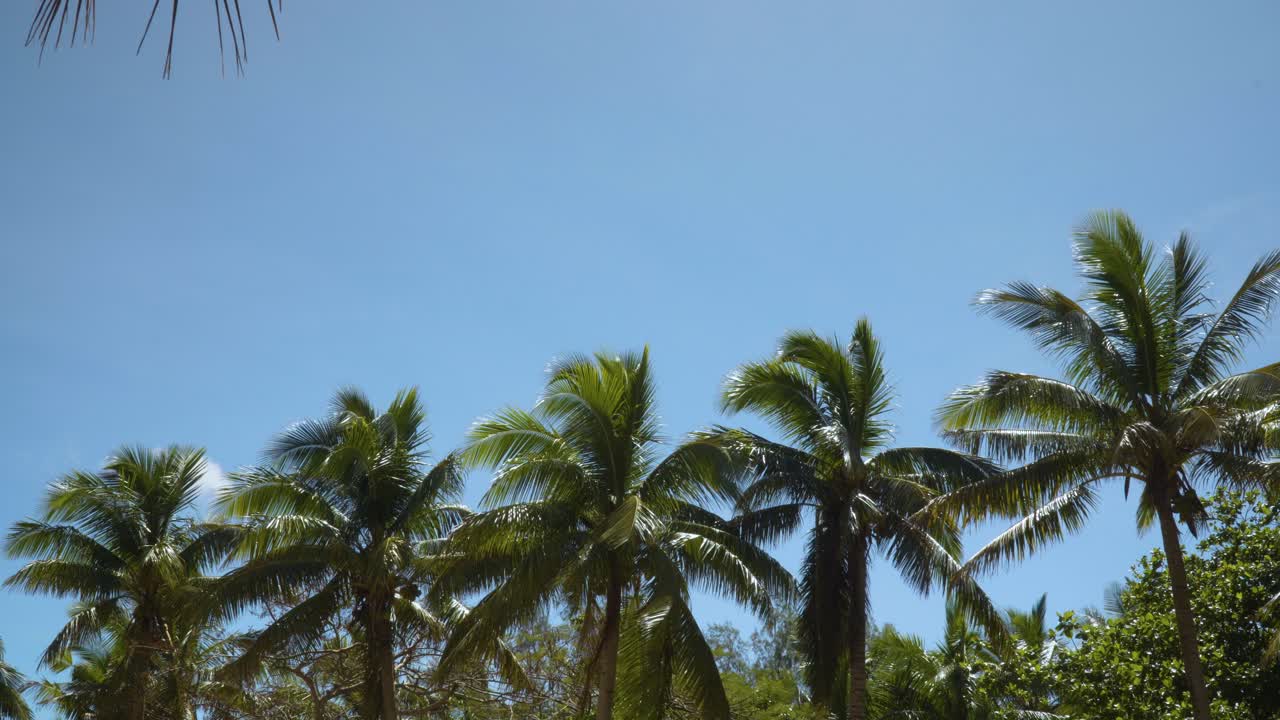 cinco cocoteros alineados en fila con un cielo azul perfecto en el fondo